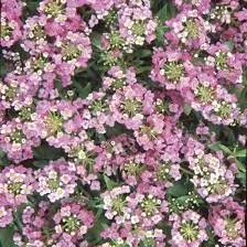 Alyssum