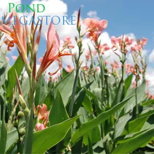 Erebus, Pink Aquatic Canna! <br> Blooms until frost!